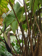 Cyrtosperma johnstonii