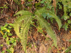 Dicranopteris pedata