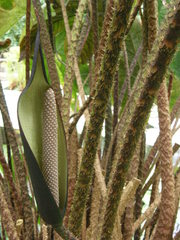 Cyrtosperma johnstonii