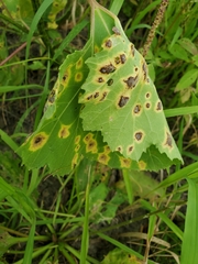Puccinia xanthii