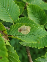 Cameraria ulmella