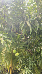 Mangifera indica