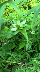 Gentiana alba