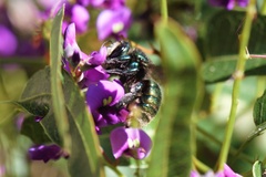 Xylocopa aerata