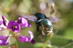 Xylocopa aerata