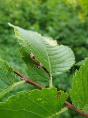 Phyllonorycter argentinotella