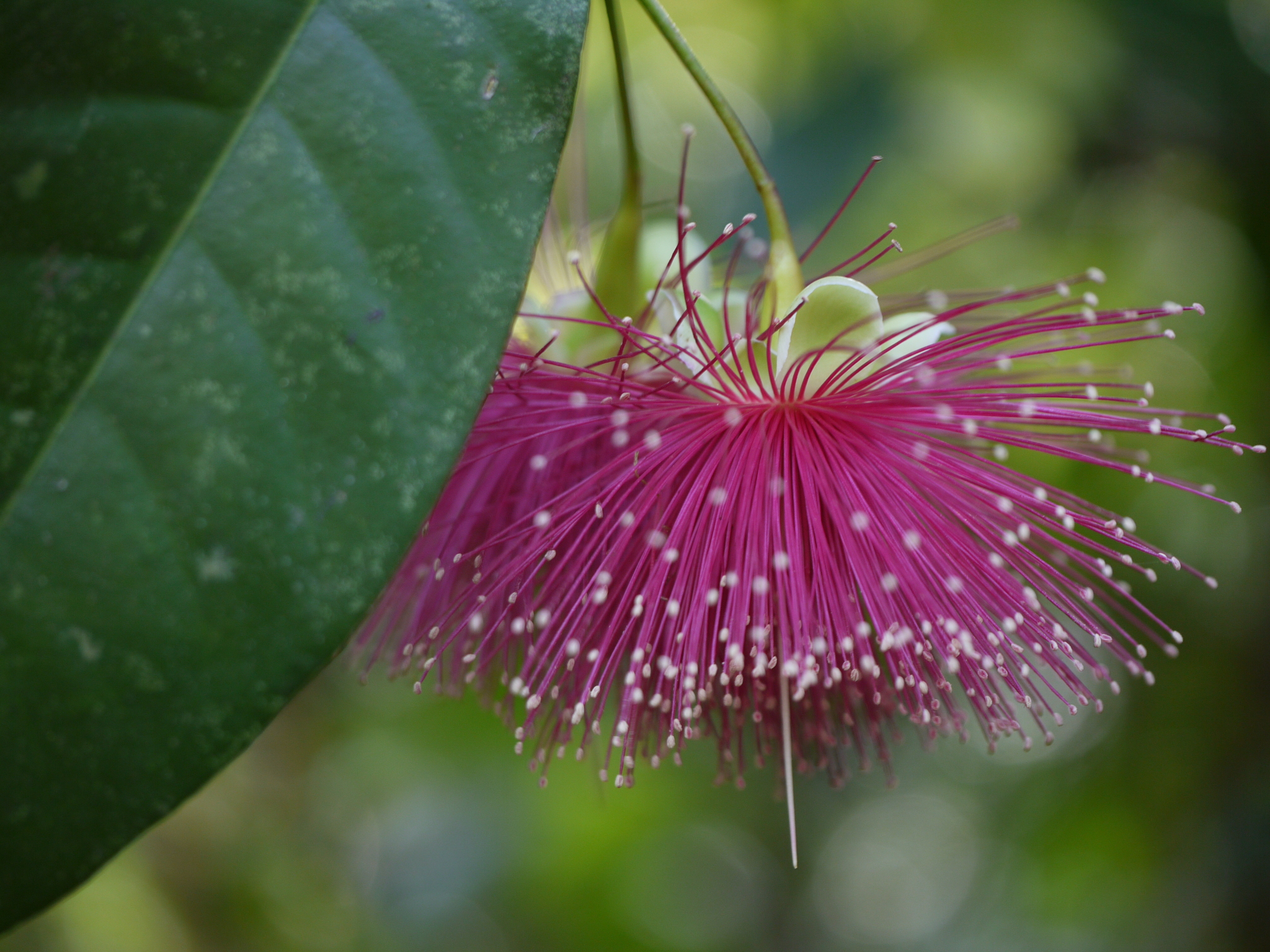 Syzygium laetum (Buch.-Ham.) Gandhi