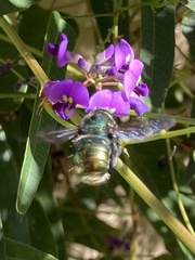 Xylocopa aerata