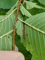 Phyllonorycter argentinotella