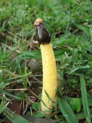 Phallus aurantiacus