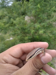 Marisora aquilonaria