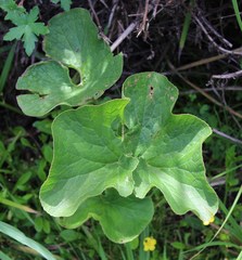 Gunnera perpensa