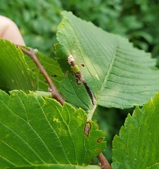 Phyllonorycter argentinotella