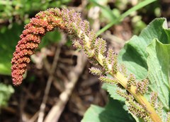 Gunnera perpensa
