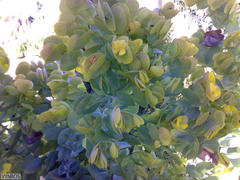 Rafnia amplexicaulis