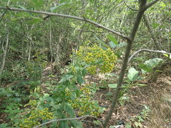 Pentanema squarrosum