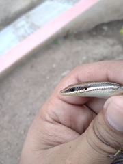 Marisora aquilonaria