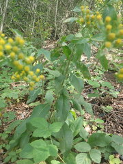 Pentanema squarrosum