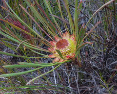 Protea angustata