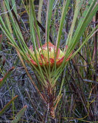 Protea angustata
