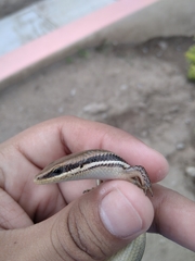 Marisora aquilonaria