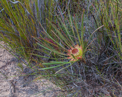 Protea angustata