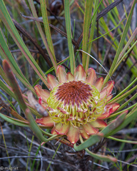 Protea angustata
