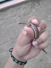 Marisora aquilonaria
