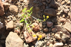 Cineraria platycarpa