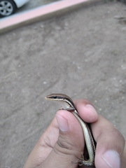 Marisora aquilonaria