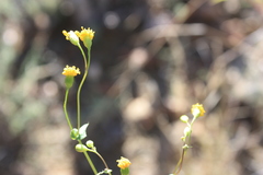 Cineraria platycarpa