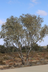Eucalyptus coolabah