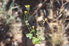 Cineraria platycarpa