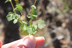Cineraria platycarpa