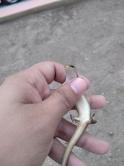Marisora aquilonaria