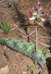 Lachenalia buchubergensis