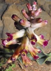 Lachenalia buchubergensis
