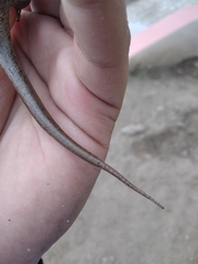 Marisora aquilonaria