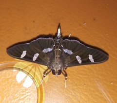 Desmia ploralis