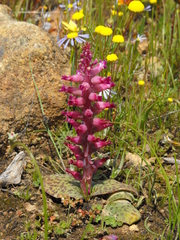 Lachenalia carnosa
