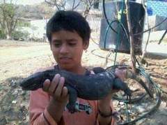 Ctenosaura pectinata