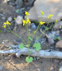 Cineraria platycarpa