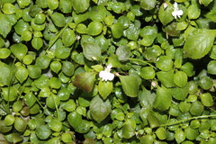 Impatiens hochstetteri