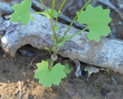 Cineraria platycarpa