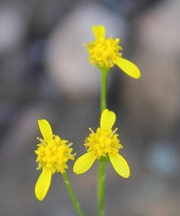 Cineraria platycarpa