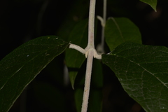 Buddleja madagascariensis