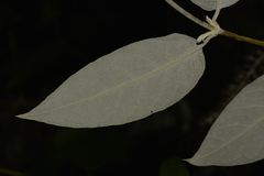 Buddleja madagascariensis