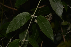 Buddleja madagascariensis