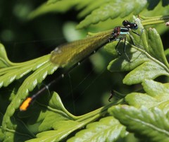 Allocnemis leucosticta