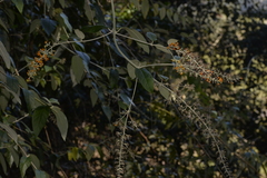 Buddleja madagascariensis